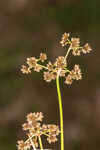 Georgia bulrush